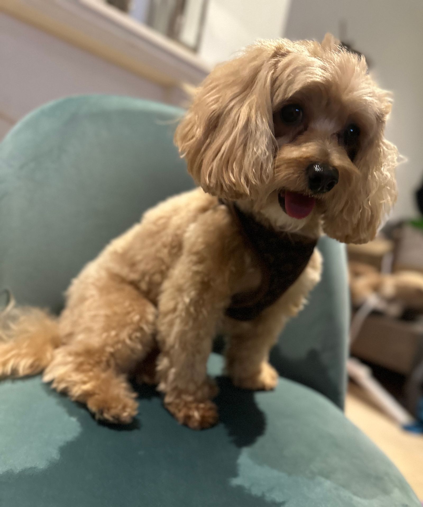 Dolce, the salon mascot at Angels House Eton